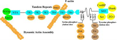 Cortactin in Epithelial–Mesenchymal Transition